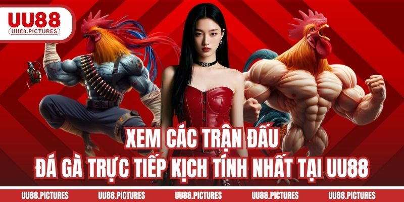 Xem các trận đấu đá gà trực tiếp kịch tính nhất tại UU88